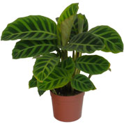 Calathea, follaje de cebra